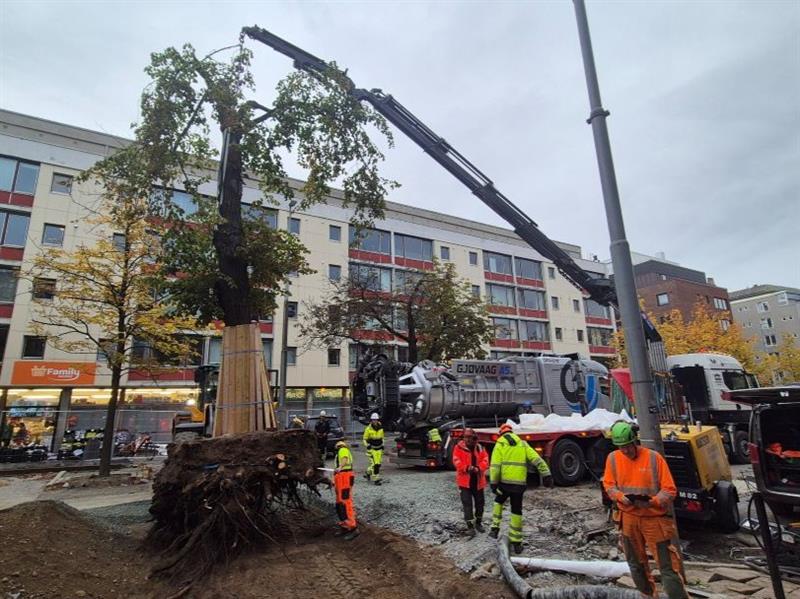 Flytting av linden Linda fra Kongens gate til Trondheim katedralskole.